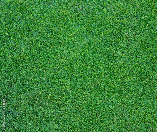 Wallpaper Mural green grass background Torontodigital.ca