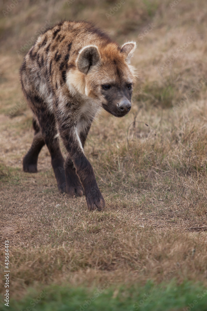 Hyena Hyena
