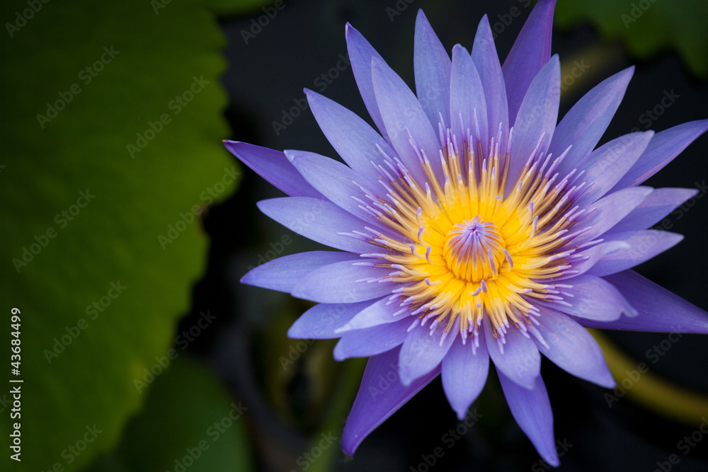 water lilly water lilly
