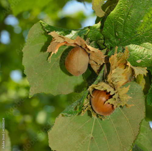 Photography Nocciola tonda delle Langhe