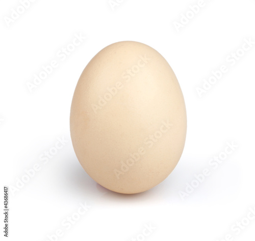 Egg in the shell