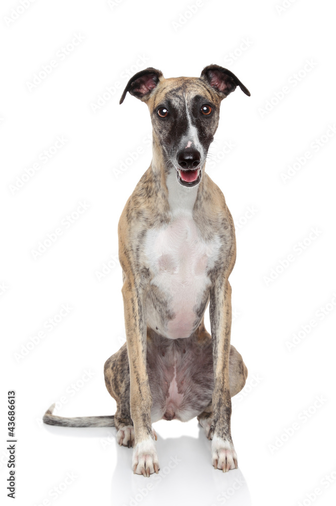 Whippet dog on a white background