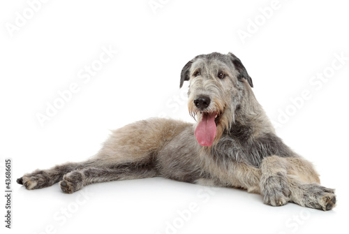 Принти на полотні Irish Wolfhound dog