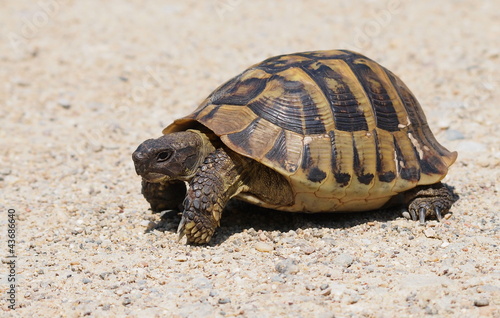 turtle on sand, testudo hermanni, Hermann's Tortoise © dule964