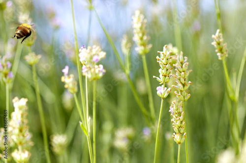 Fototapeta Naklejka Na Ścianę i Meble -  lavendel