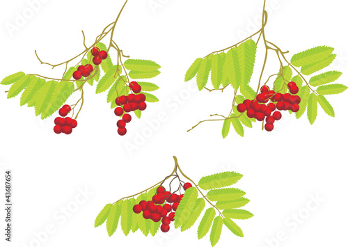 Three rowan branches