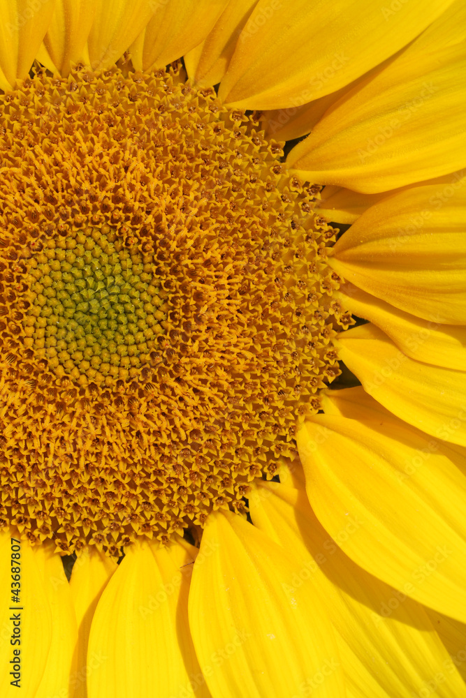 Sonnenblume Sonnenblume