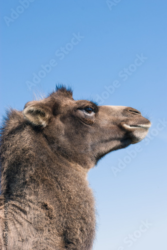 Hochnäsiges Kamel im Seitenprofil