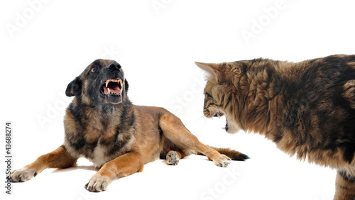Canvas Print angry malinois and cat