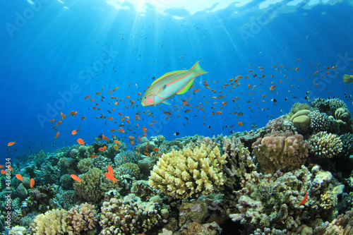 Fototapeta Naklejka Na Ścianę i Meble -  Tropical Fish and Coral Reef Scene