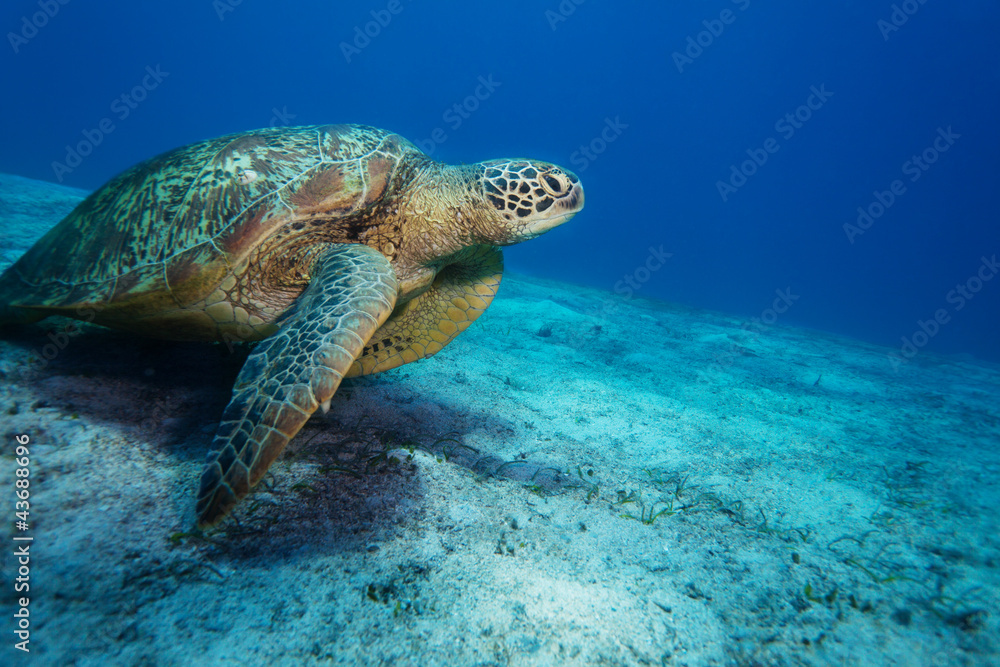 Obraz premium Huge sea turtle on sandy bottom