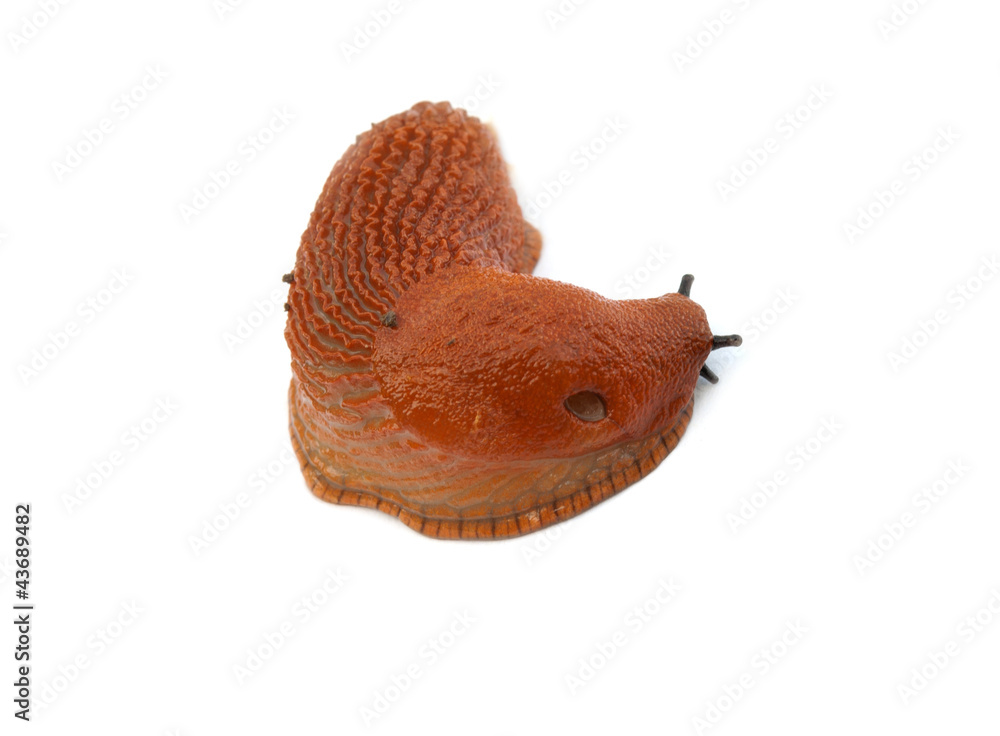 Fototapeta premium red slug isolated