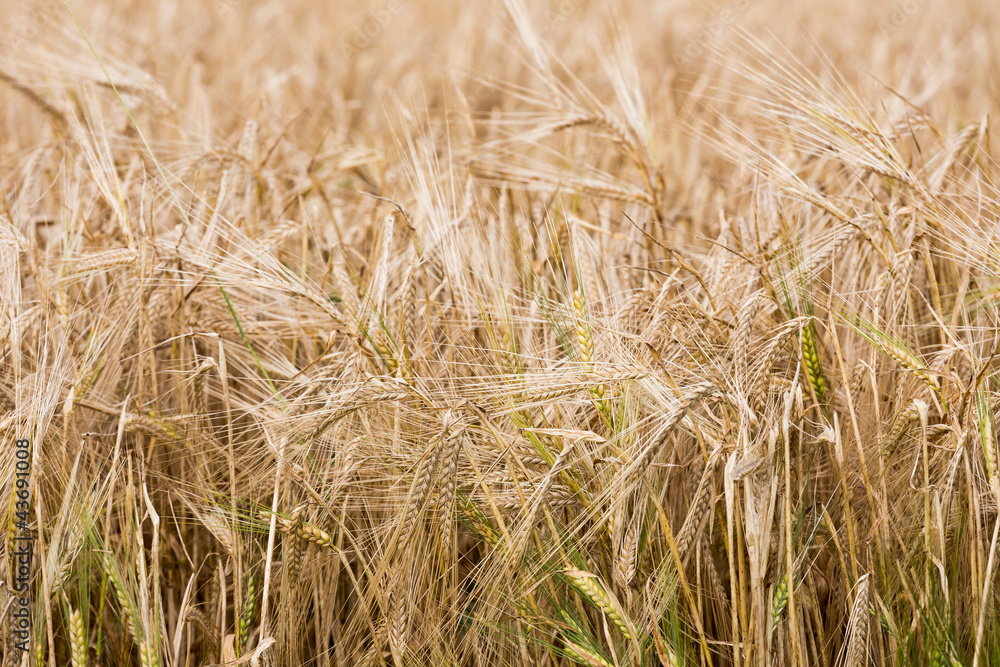 Fototapeta premium Closeup of ripe wheat with shallow depth of field