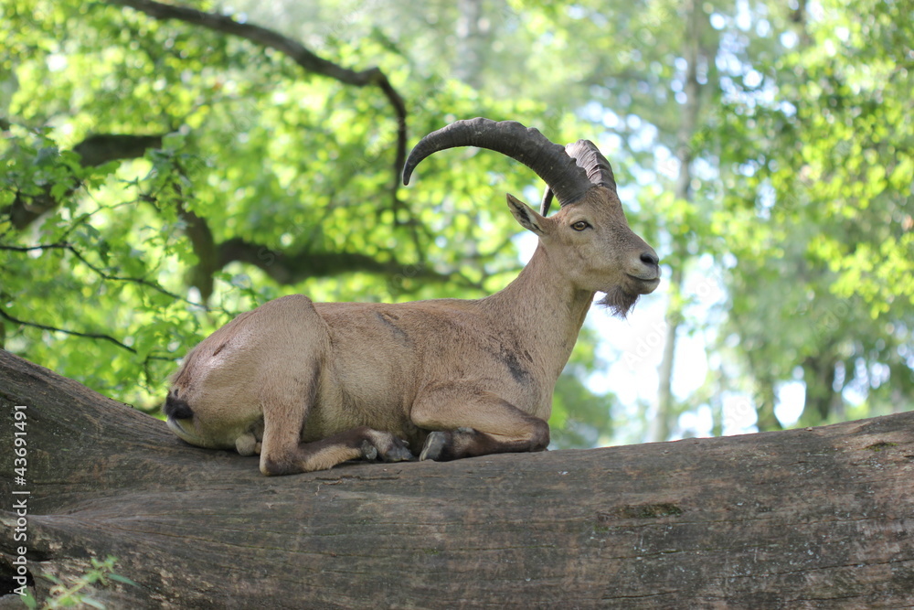 Westkaukasischer Steinbock Westkaukasischer Steinbock