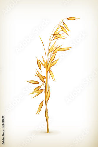 Oat grain