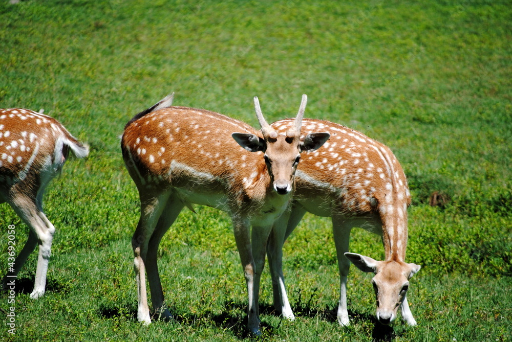 Deer Grazing in the Meadow