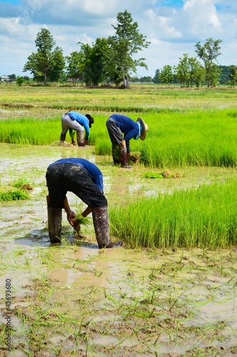 farmer working planting rice in farme of Thailand sountheast asi