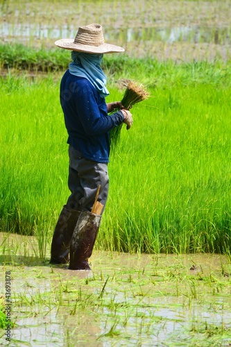 farmer working planting rice in farme of Thailand sountheast asi