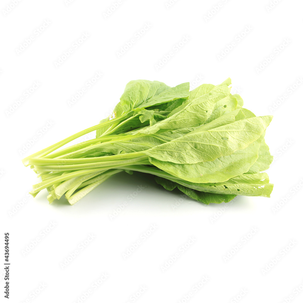 Chinese Cabbage (Brassica chinensis Jusl var parachinensis (Bai Chinese Cabbage (Brassica chinensis Jusl var parachinensis (Bai