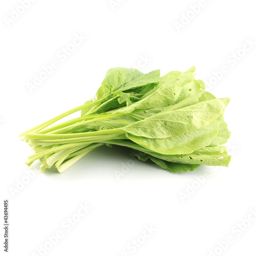 Chinese Cabbage (Brassica chinensis Jusl var parachinensis (Bai photo