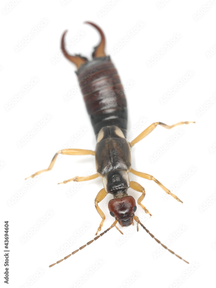 Common earwig (Forficula auricularia) isolated on white Common earwig (Forficula auricularia) isolated on white