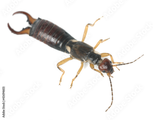 Common earwig (Forficula auricularia) isolated on white