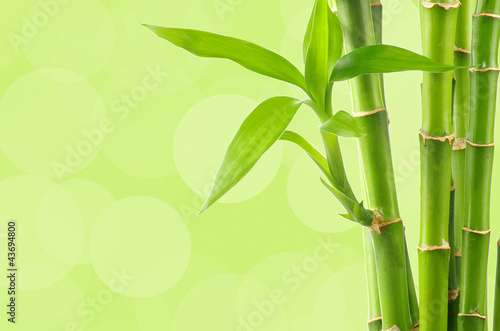 Fototapeta Naklejka Na Ścianę i Meble -  bamboo background