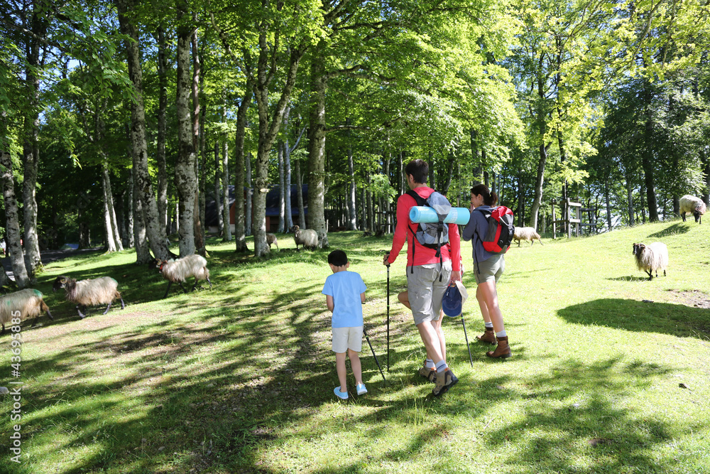Back view of family walking in mountain forest