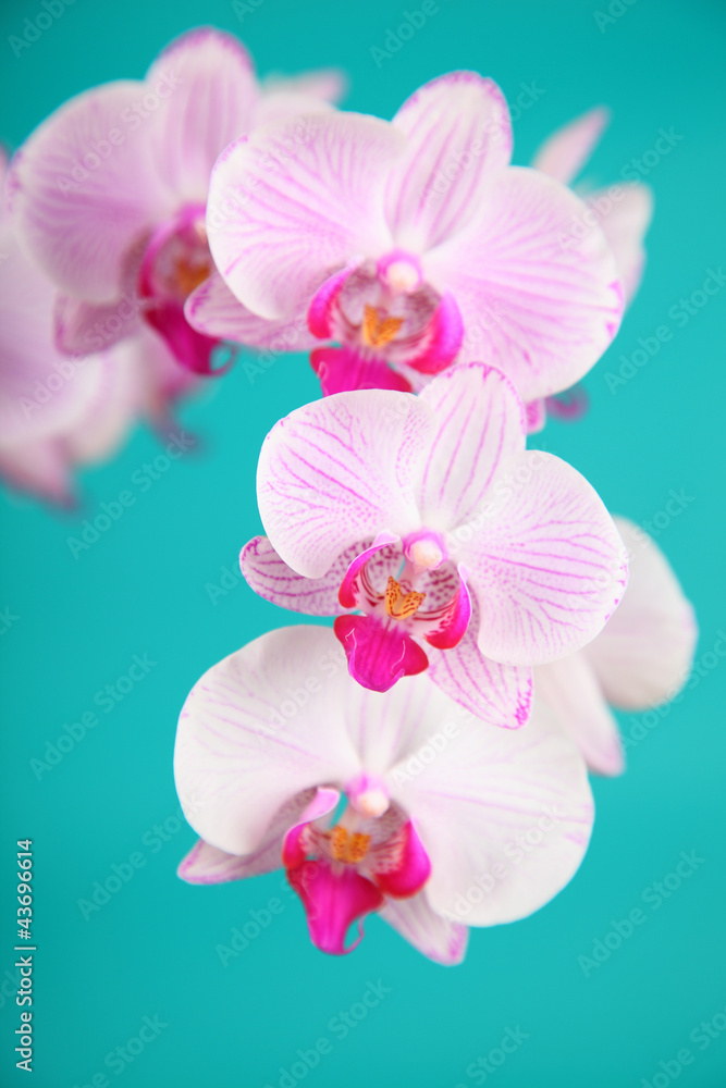 Obraz premium Różowa orchidea