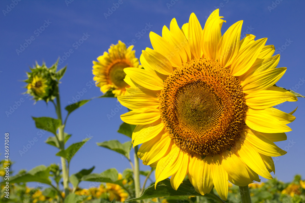 Yellow sunflower and blue sky background closeup Yellow sunflower and blue sky background closeup