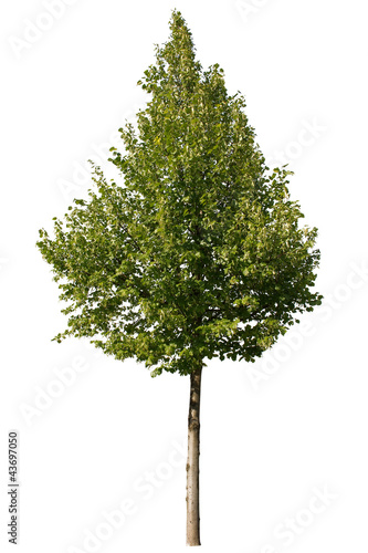 Single green tree isolated on white background