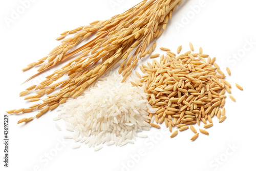 paddy with grains