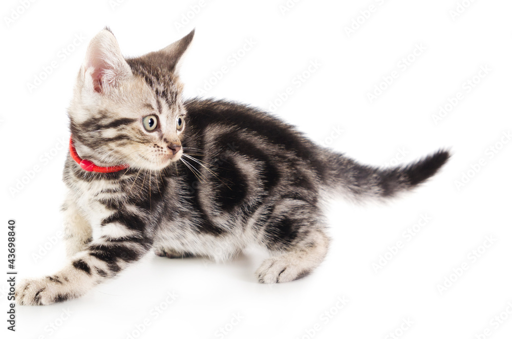 Obraz premium Shorthair cat kitten