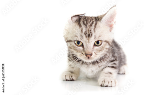 Fototapeta Naklejka Na Ścianę i Meble -  Shorthair cat kitten