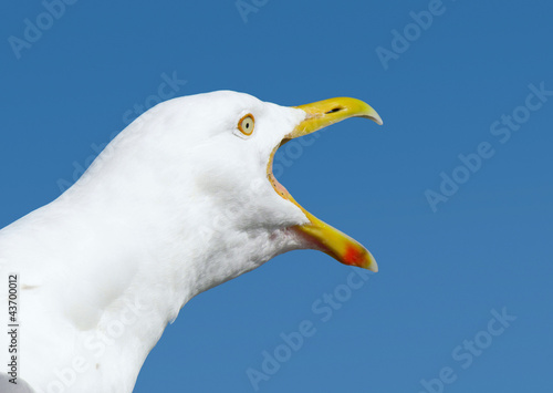 Angry squawking seagull with beak wide open.