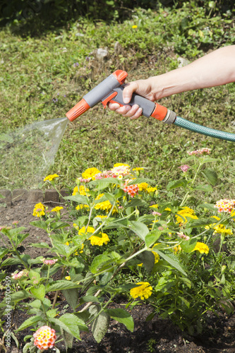 Watering the flowers in garden