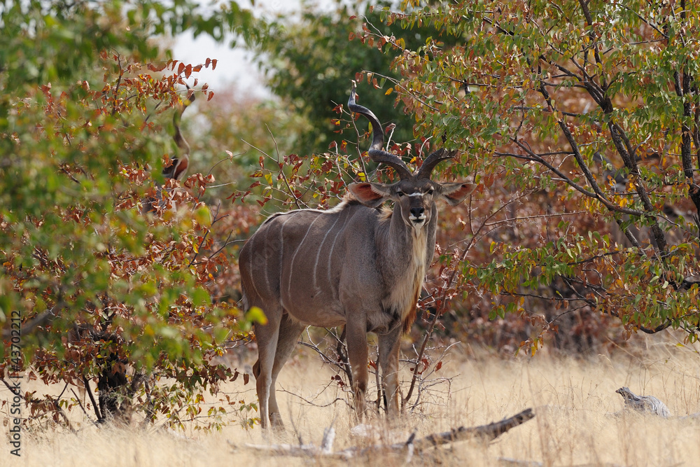 Großer Kudu