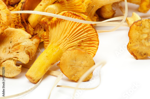 Fresh Raw Chanterelle Mushrooms