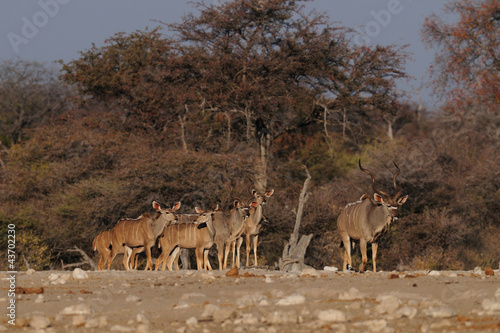 Großer Kudu © Photohunter