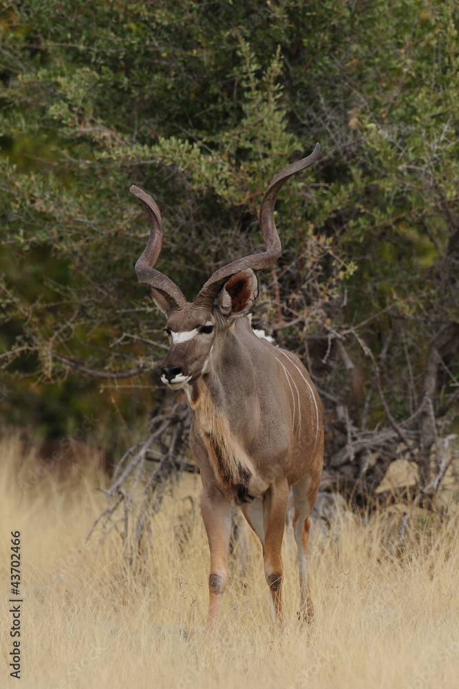 Großer Kudu
