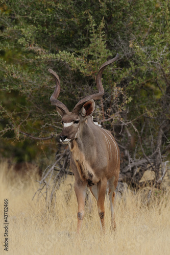 Gro  er Kudu
