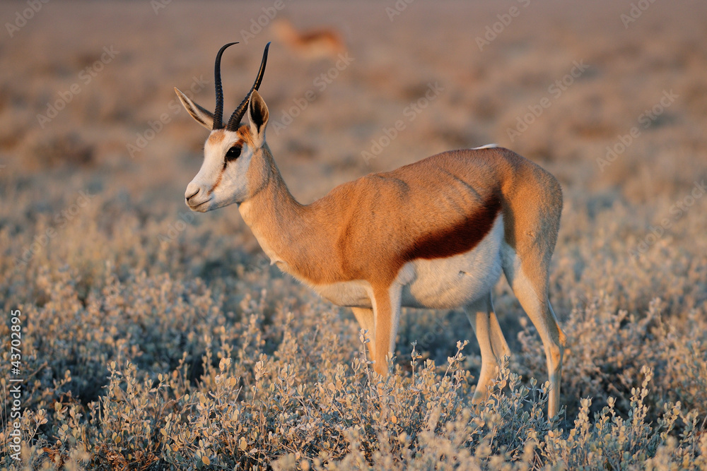 Fototapeta premium Springbock