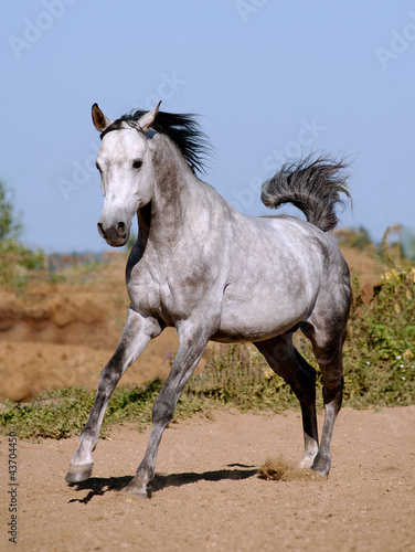Fototapeta Naklejka Na Ścianę i Meble -  arab stallion