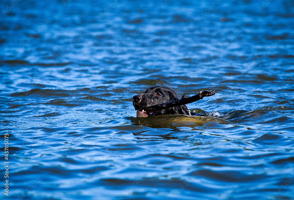 Fototapeta premium Training a hunting dog on the water. Russian Spaniel