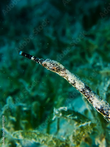 Double-ended pipefish (Trachyhamphus bicoarctatus) photo