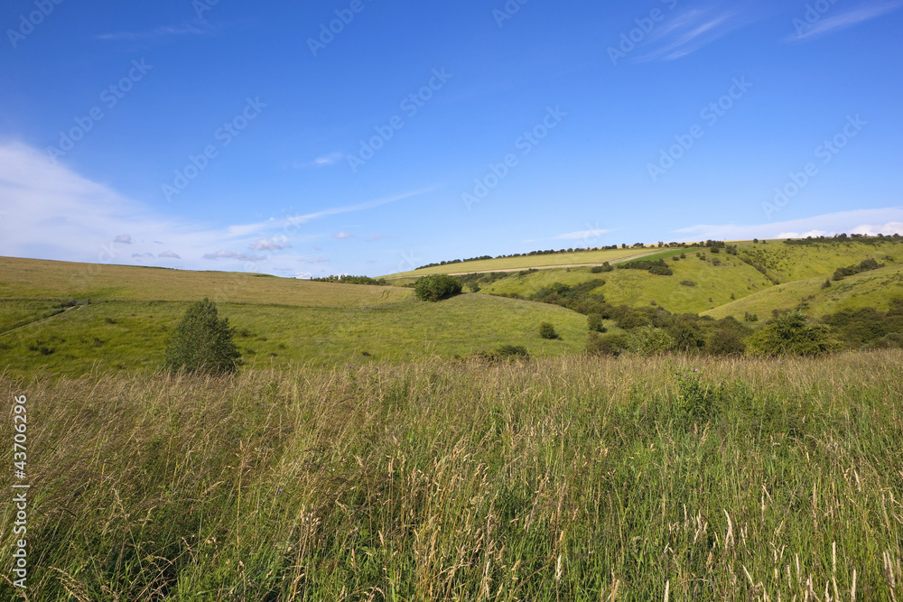 grassy summer hillside