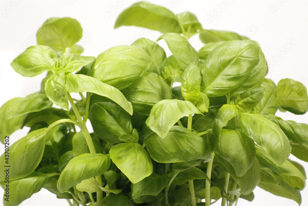basilic basilic