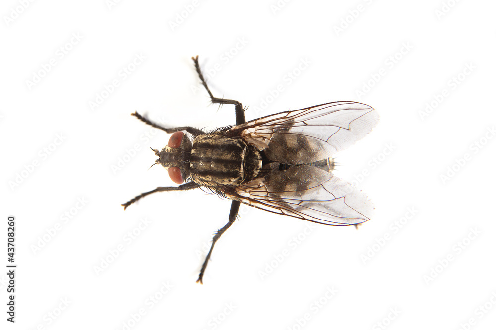 Fly isolated on white. Macro shot of a housefly,