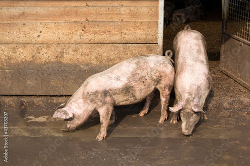 Schweine in Österreich photo