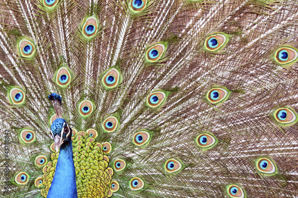 Obraz premium A Peacock